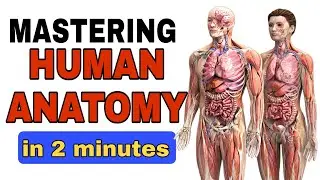 Mastering Human Anatomy in 2 Minutes