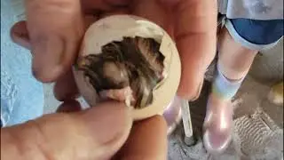 Hatch Day! |  New additions to the Five Acre Farm | Hatching Guinea Fowl Keets | The Five Acre Farm