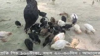 দেশি হাঁস ও মুরগীর বাচ্চা। Desi Murgi Palon in Home.