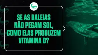 Se as baleias não pegam sol, como elas produzem vitamina D?