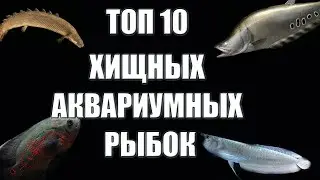 Топ 10 хищных аквариумных рыбок для вашего аквариума