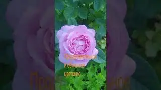 Роза Афродита В Домашних Условиях