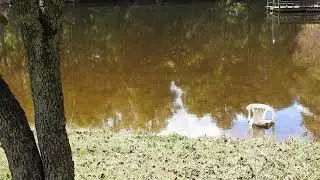 Bass school cruising the shallows in Oct