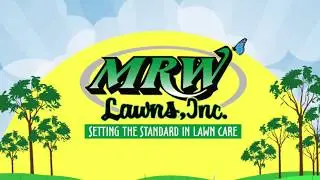How to deal with mushrooms in your lawn