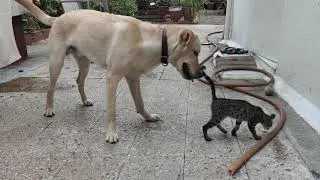 labrador Dog with cat