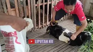 CARA MUDAH, SIMPEL DAN AMAN MEMBAWA KAMBING NAIK KENDARAAN APA SAJA