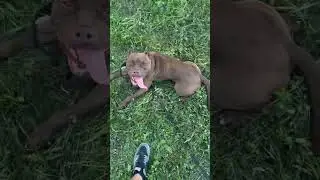 Никаких проблем #питбультор #pitbull#дрессировкасобаксолигорск