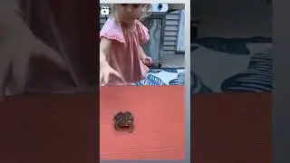 Frogs Family