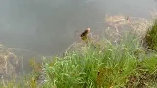 Pêche Belle Perche