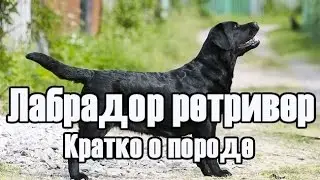 Лабрадор ретривер краткое  описание породы