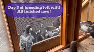 Day 3 of new pigeon loft for the breeders. New aviary.