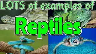REPTILES for kids 🐍🐊🐢 Can you name ALL of the different reptiles? Miss Ellis 