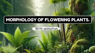 MORPHOLOGY OF FLOWERING PLANTS With animation | One shot | 