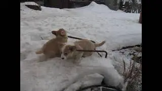 Щенки вельш-корги пемброк