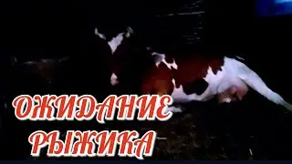 [VashaYana]-Ночное ожидание Рыжика.Часть 1.