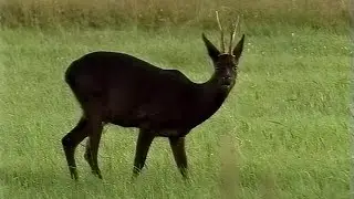 Brandrot und Nachtschwarz Das schwarze Rehwild