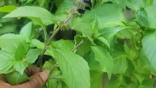 Quick Garden Update