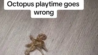 My pet octopus playtime routine didn’t go as planned