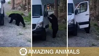 Nosy Bear Breaks Into Van