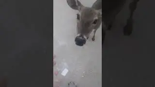 Feeding the deer October 2018