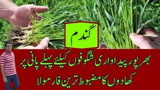 Strong Fertilizer Plan for Wheat Tillering | Fertilizer & First Irrigation | Cyber Agri Extension |