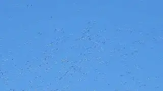 100,000 Snow Geese at Loess Bluffs NWR in Missouri