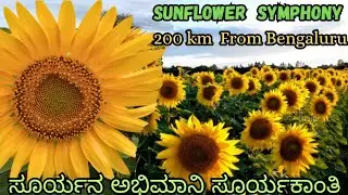 ಗುಂಡ್ಲುಪೇಟೆಯ ಸೂರ್ಯಕಾಂತಿ ತೋಟ  | Diving into the Charms of Sunflower Blooms |