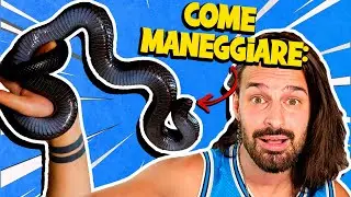 How Do I Handle Snakes? - All My Secrets
