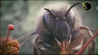Українське бджолярство - Медове серце Європи & Ukrainian beekeeping   Honey heart of Europe