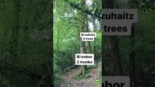 Favorite Way to Learn a Language?