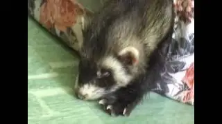 FERRET sleeping хорек спит