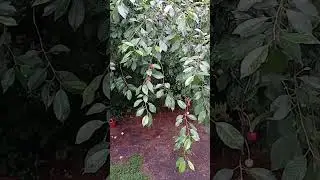 Вдруг вспомнила, что деревенская 