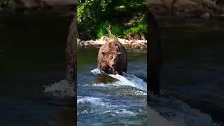Chunk (#32) at Brooks Falls (June 22nd, 2024)
