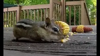 2018.05.20 Chipmunk Eats Corn