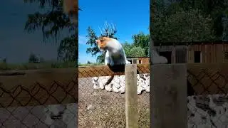 БЕРЕГИСЬ кота!!! Наш БЕЛЯШ-еще тот охотник ⚠️🐈!!!