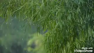 Shooting Relaxation.Relaxing Sound of Rain and wind in the forest under calm music