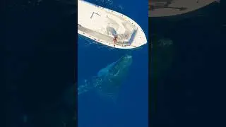 How would you feel having this connection with a whale!? 