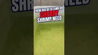 BEST Tank Size for Cherry Shrimp | Cherry Shrimp Space Required