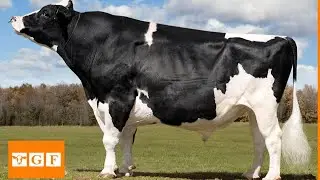 Pedigree Champion Holstein Bulls