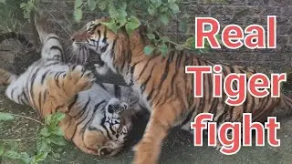 Pure Tiger Power!