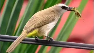 Yellow-vented bulbul (Pycnonotus goiavier) eating grasshopper