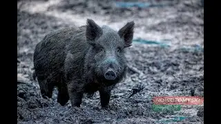 Nowy Tomyśl dziki w mieście komentarz przyrodnika Adama Rybarczyka - Nowotomyskimagazyn pl