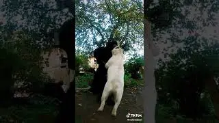 кто игрушка ) Маля игрушка 😂#mastino #labrador #французскийбульдог