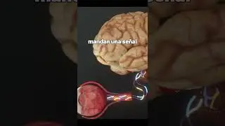 Qué son esas lucecitas en la oscuridad que vemos? #ciencia #curiosidades #shorts #divulgacion