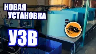 Новая установка для подращивания молоди клариевого сома | УЗВ