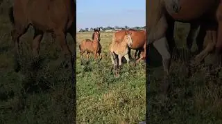 Резвые жеребята #horse #лошади