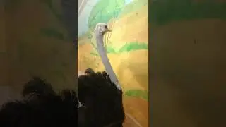 Страус африканский