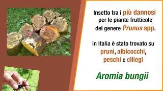 Aromia bungii