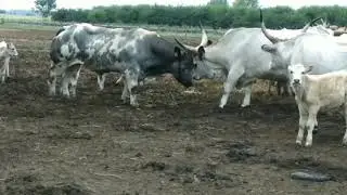 TOPO&SZÜRKE