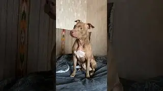When the couple gets up first #shorts #питбульджина #funnydogs #cutedogs